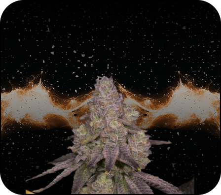 Dosidos Hybrids