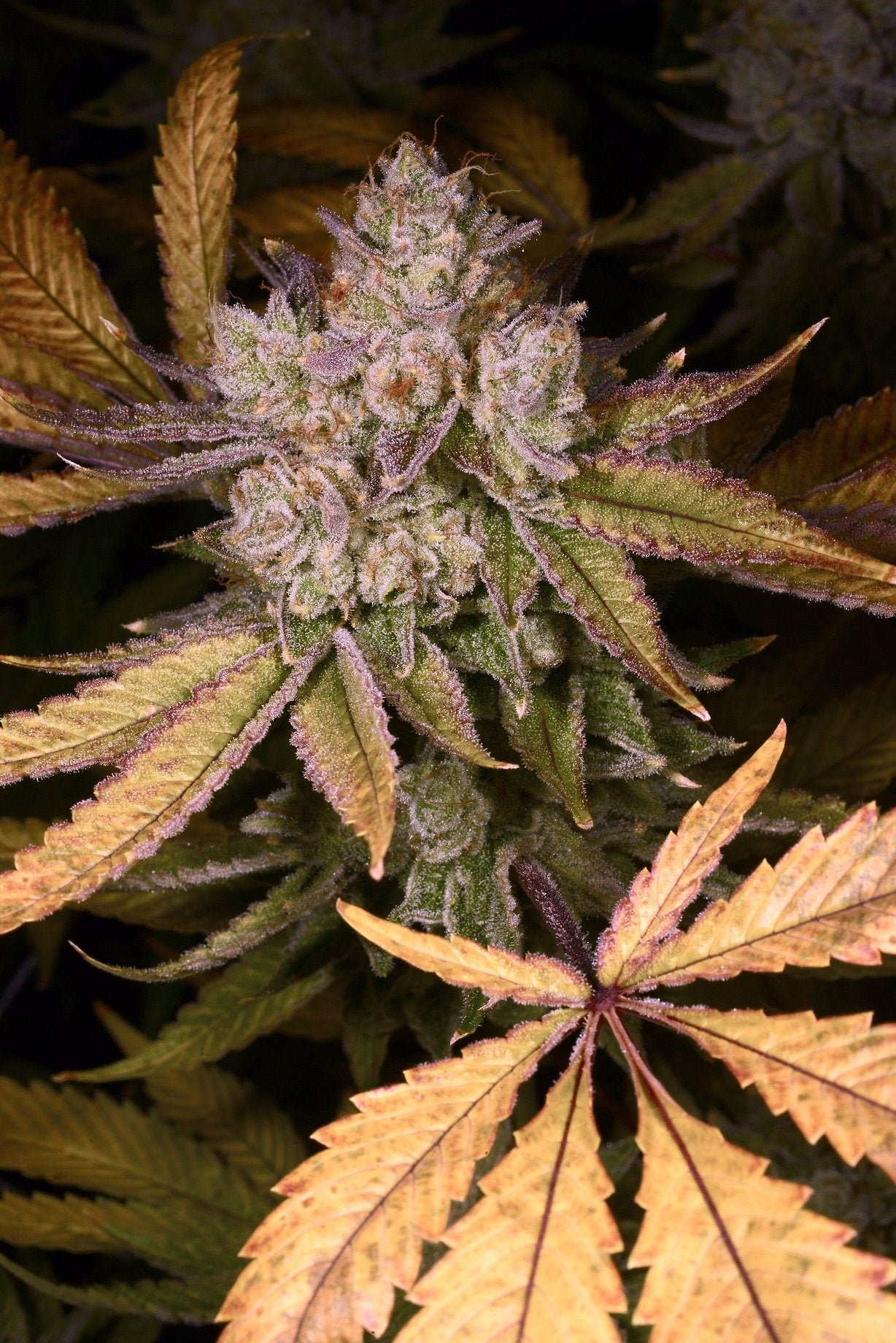 Chemdozer