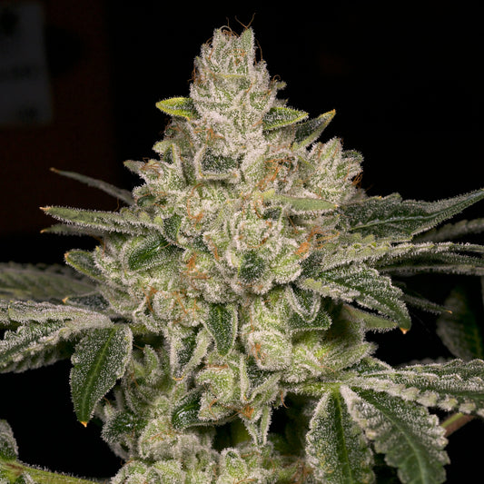 Hash Blast