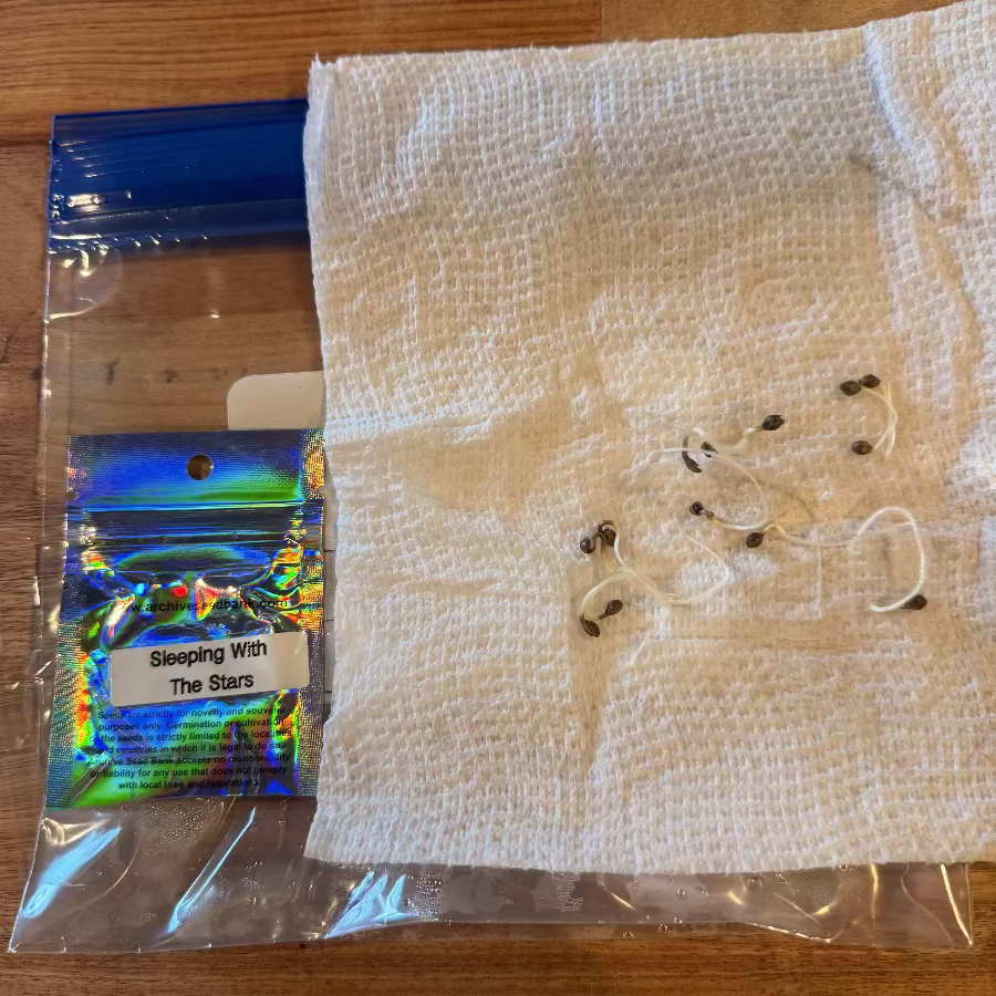 Sleeping with the Stars