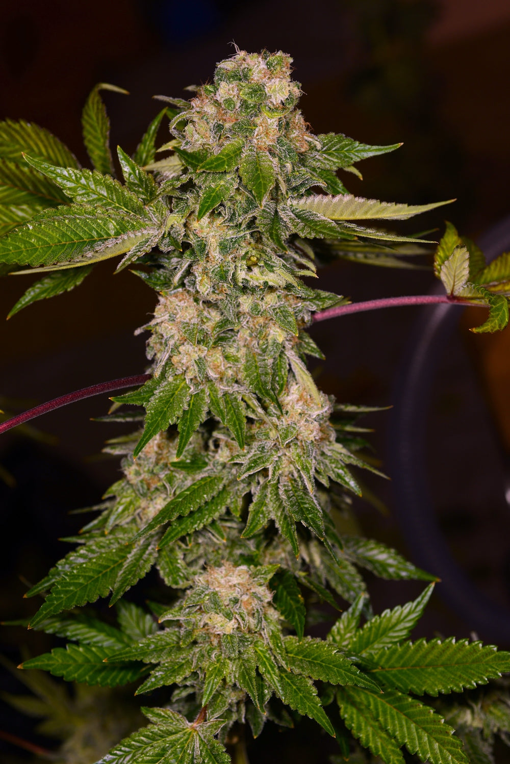 Rainbow Wreck
