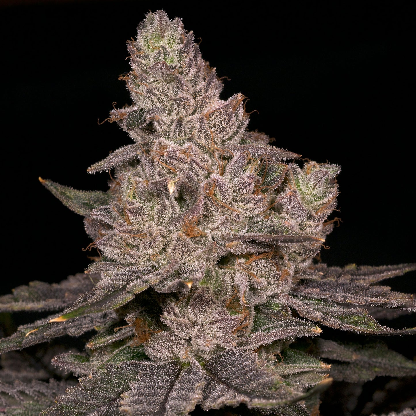 Slurricane