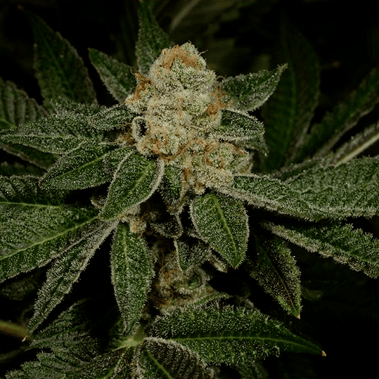 Dosidos #18