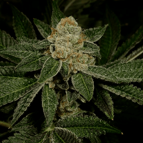 Dosidos #18