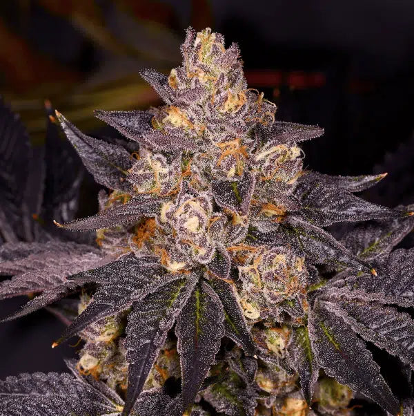 Planet Purple F1
