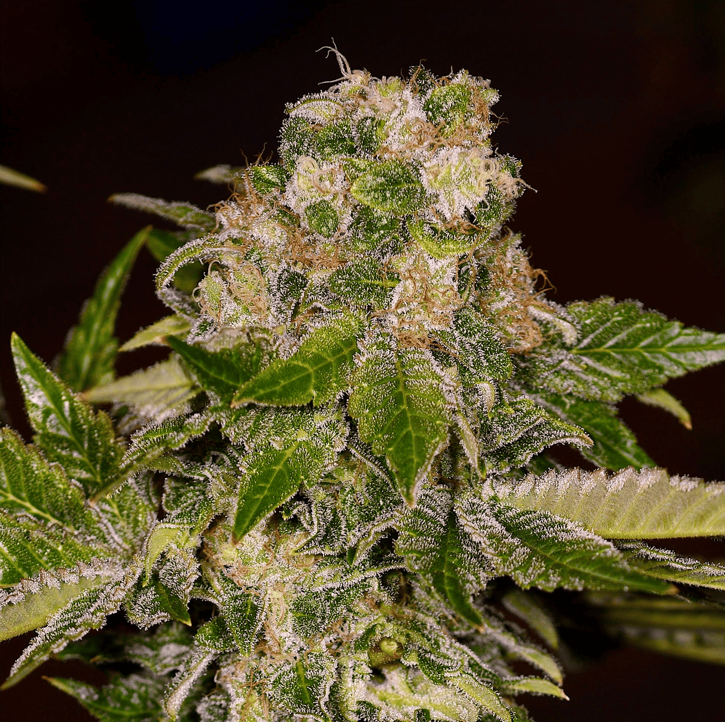 Rainbow Wreck