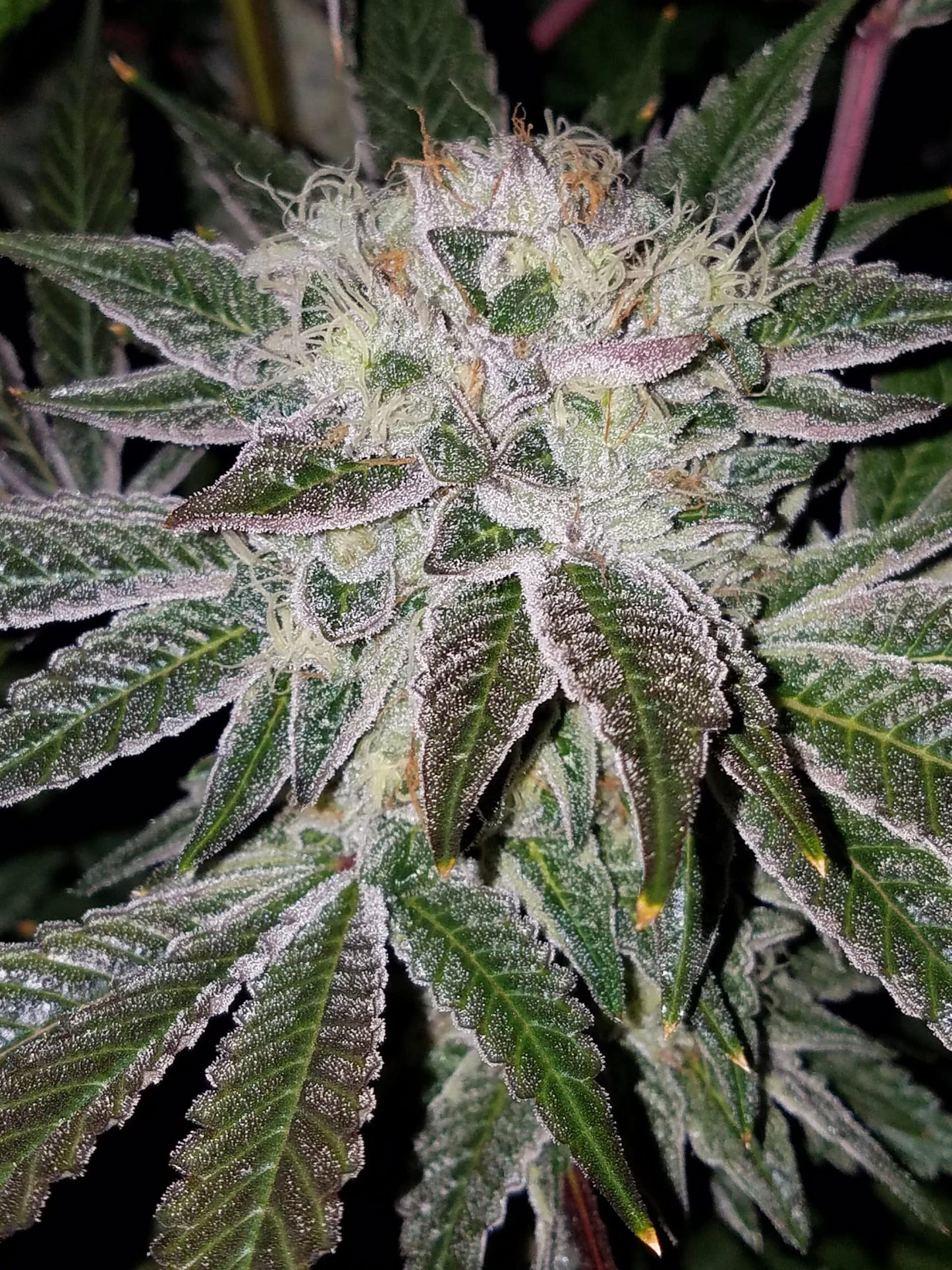 Secret Formula Feminized
