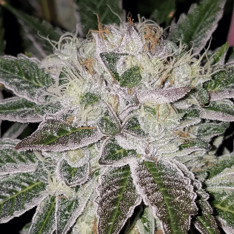 Secret Formula Feminized