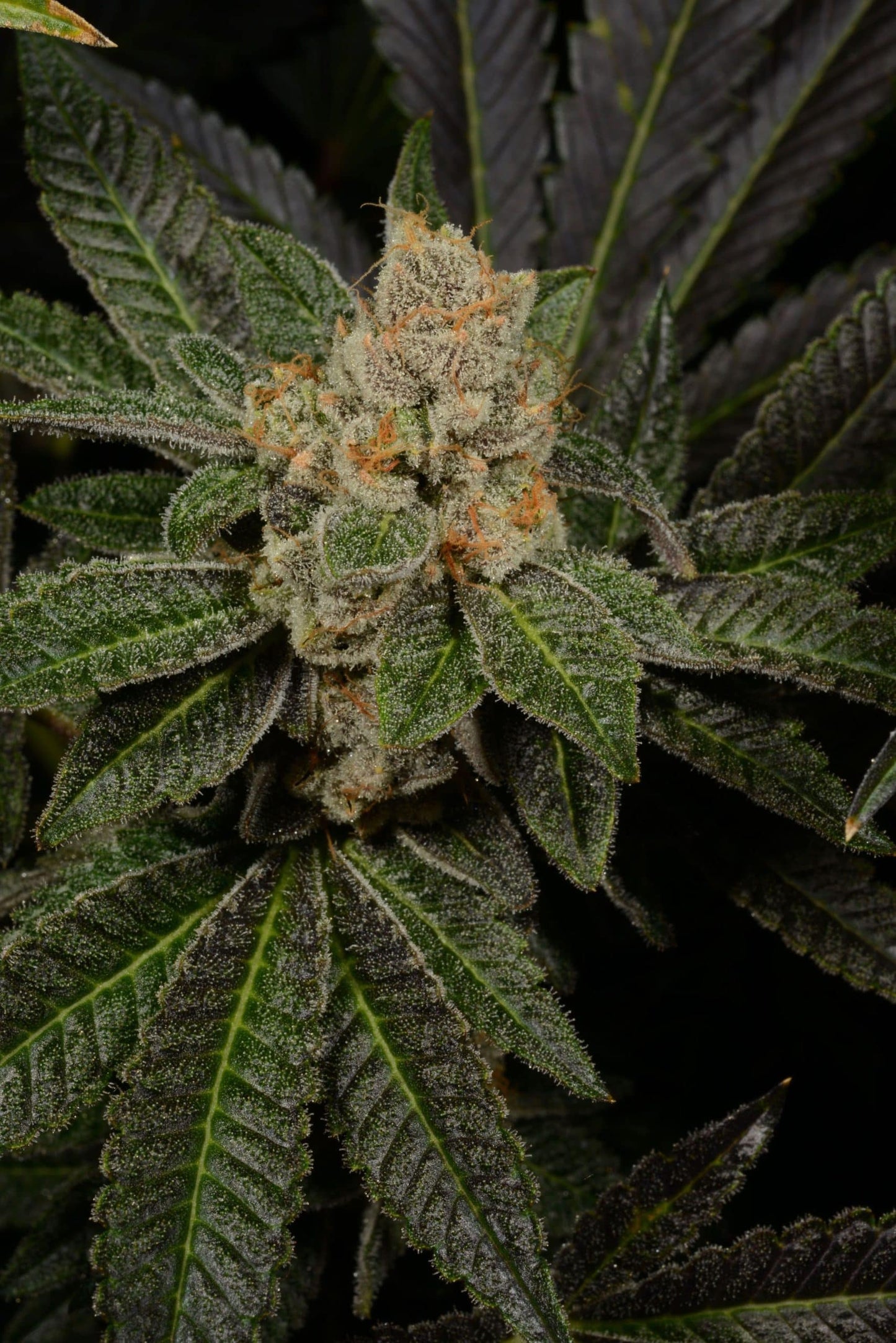 Sugar Biscuits Feminized