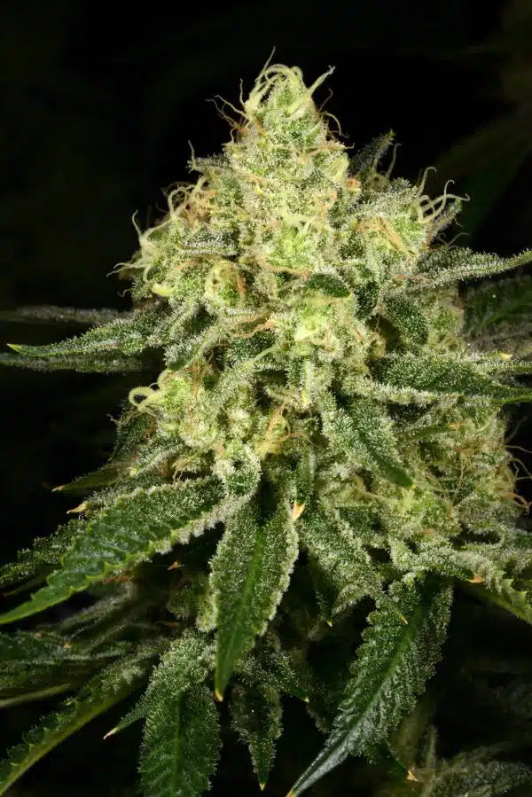 Tasty Trees