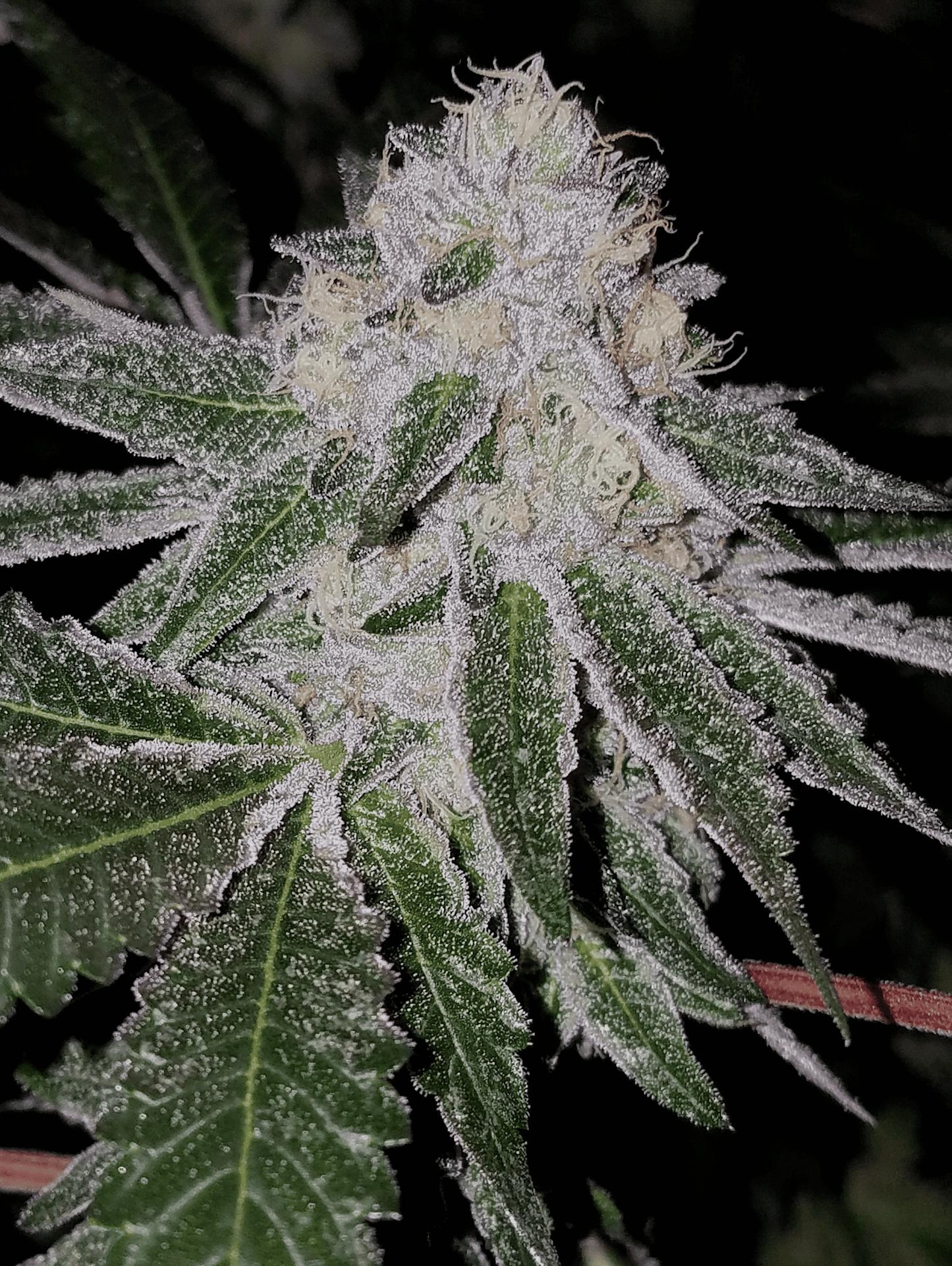 Tire Fire Feminized