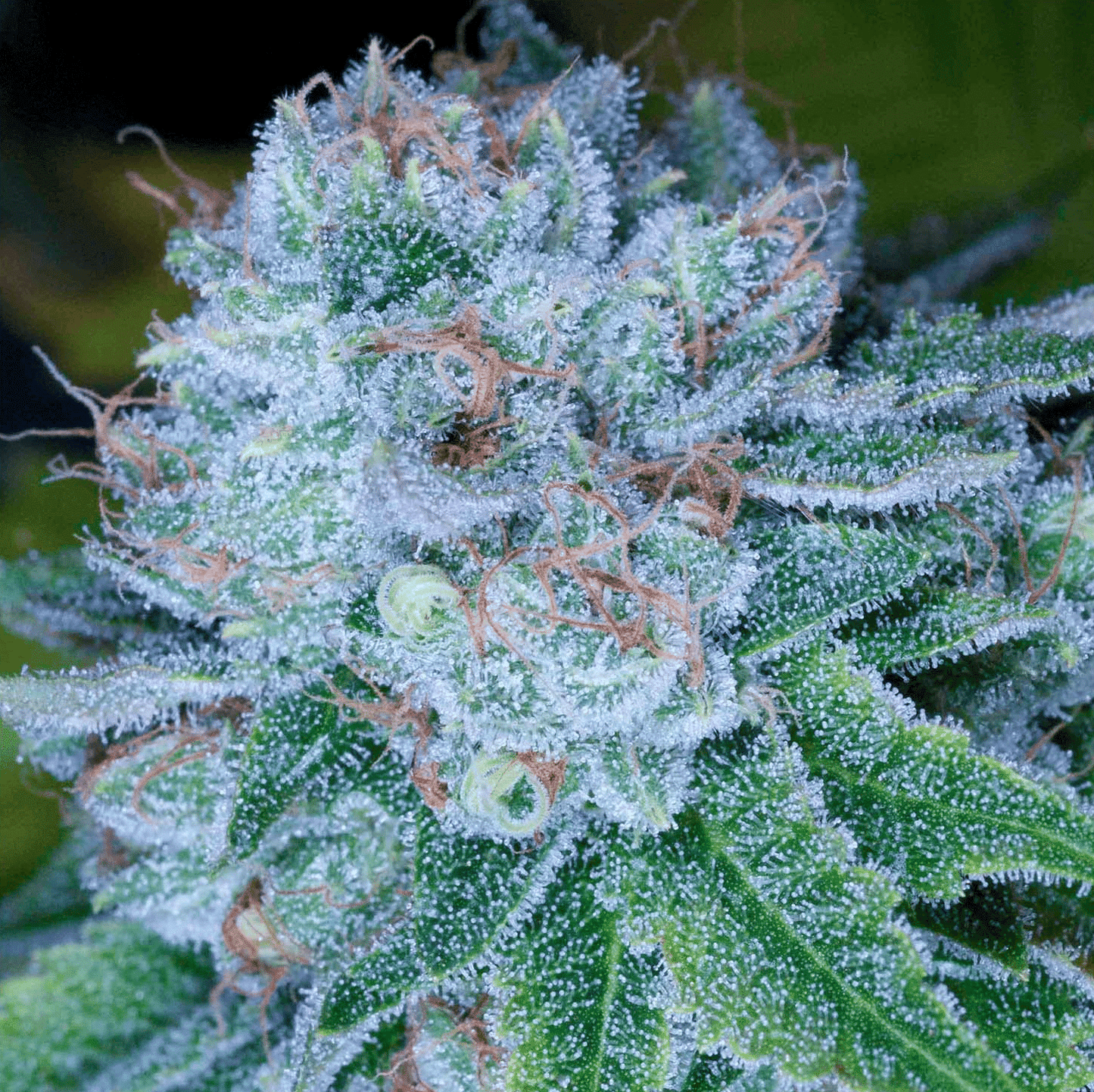 Hashbar OG