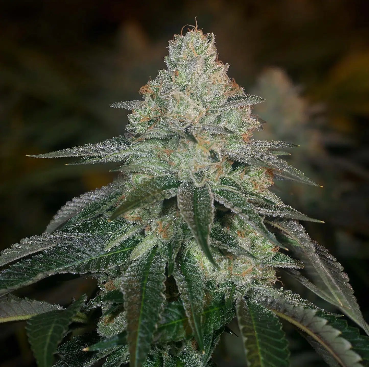 Hazmat Feminized