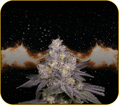 Regular Seeds