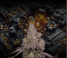 Dosidos Hybrids