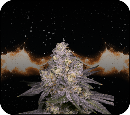 Moonbow 112 Hybrids