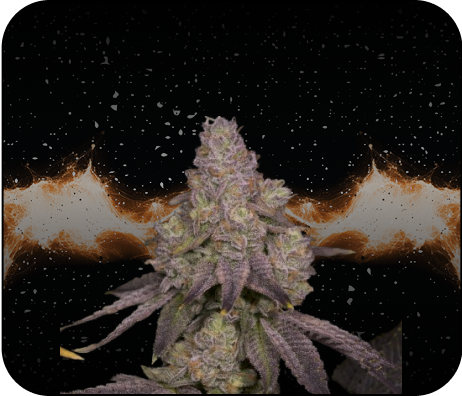 Planet Purple Hybrids