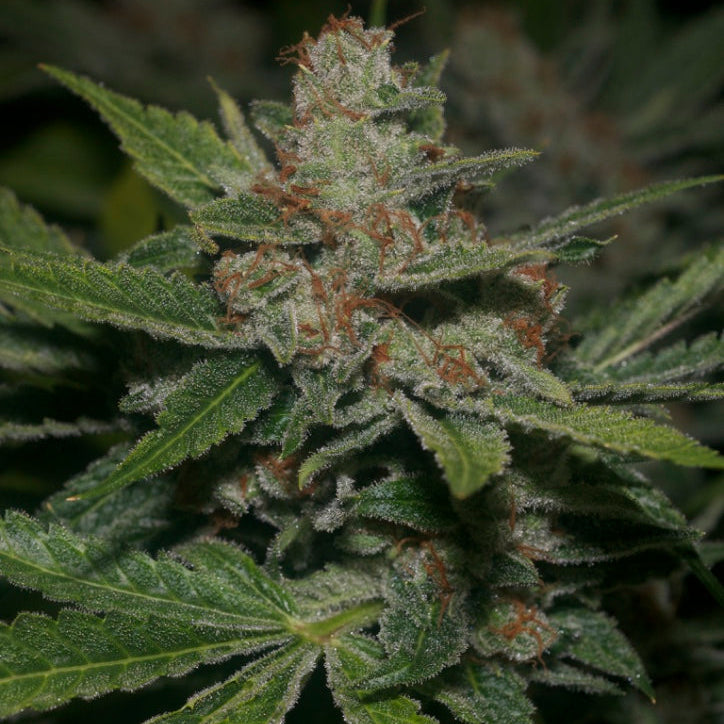 Memory Loss flowering cannabis, as labeled by the cited photo source
