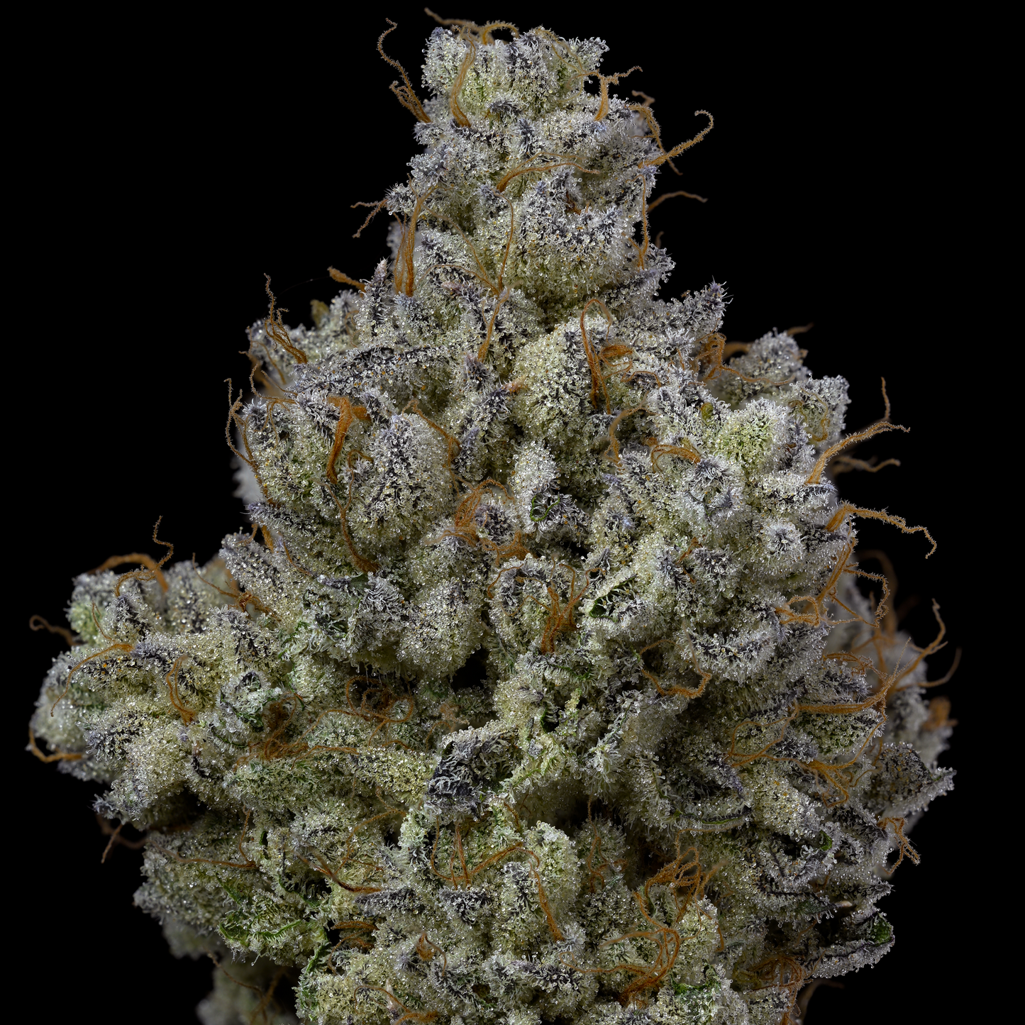 Ichiban – Toad Venom x Oishii