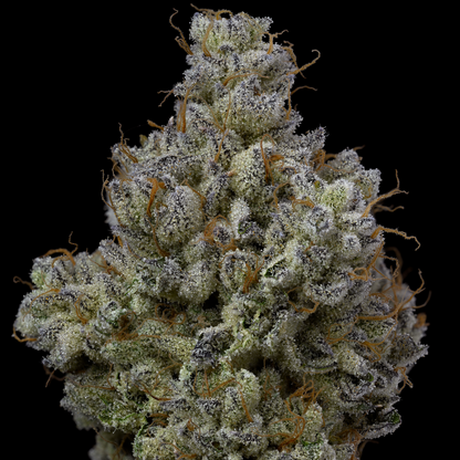 Ichiban – Toad Venom x Oishii