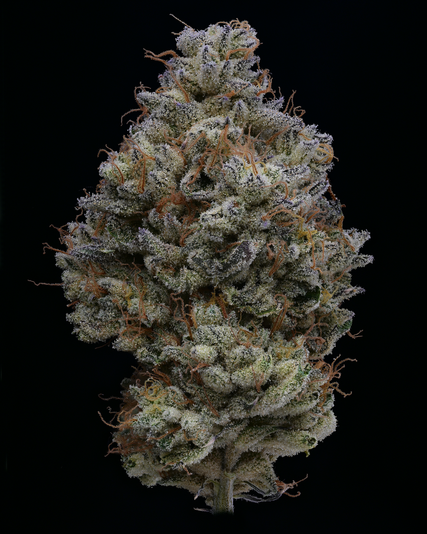 Ichiban – Toad Venom x Oishii