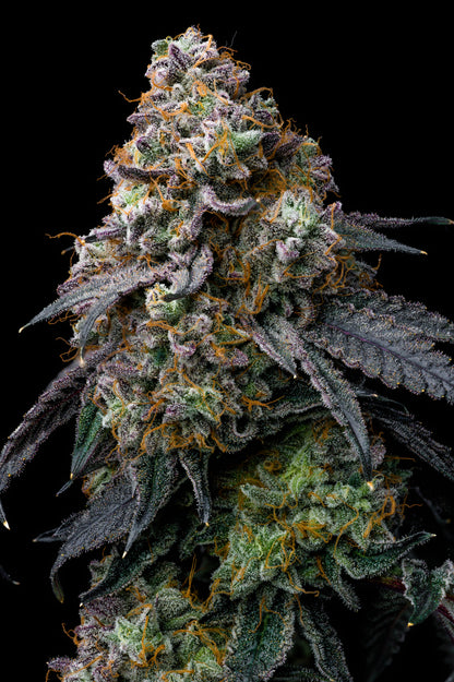 Ichiban – Toad Venom x Oishii