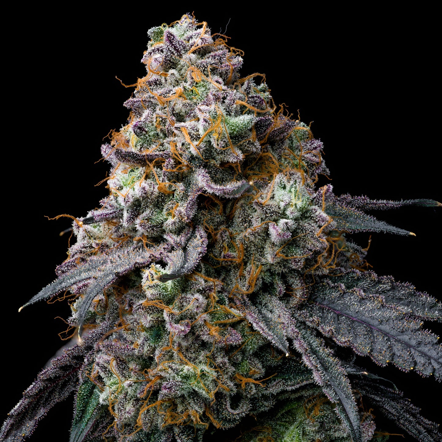 Ichiban – Toad Venom x Oishii