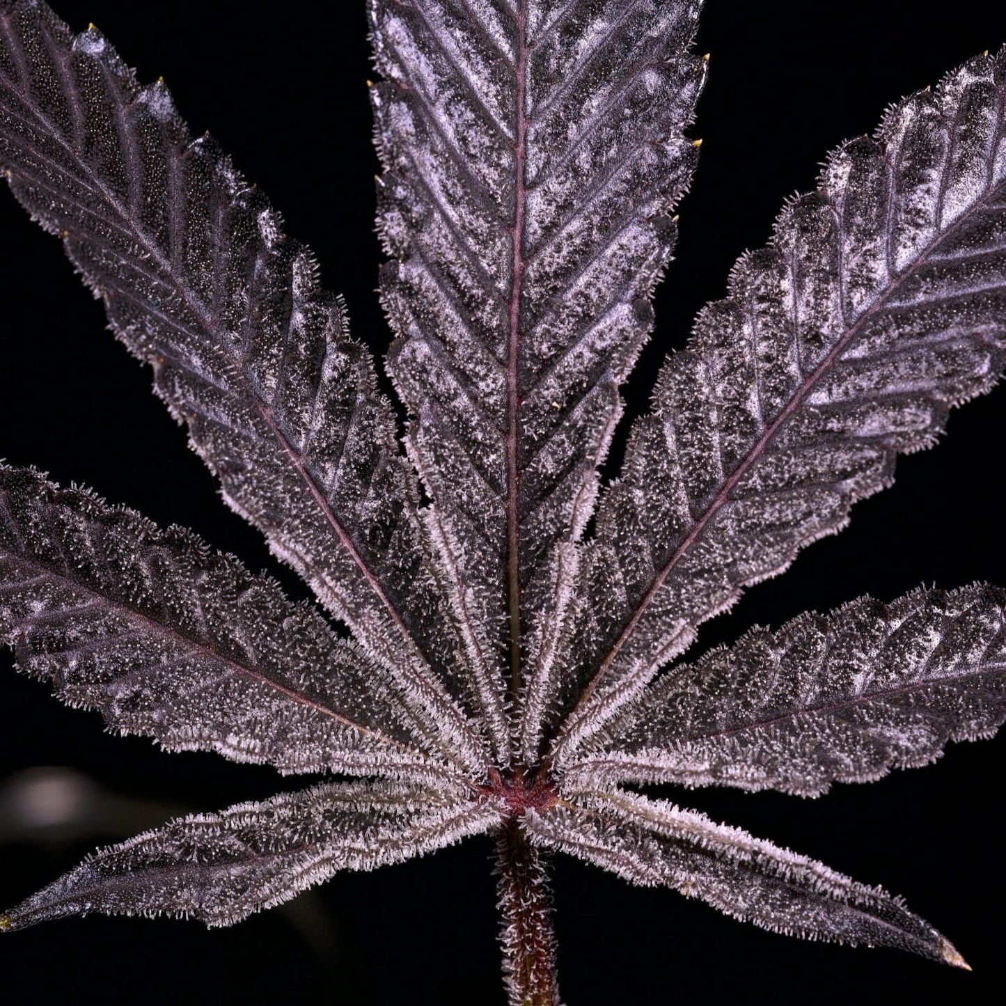 Planet Purple F2 Male