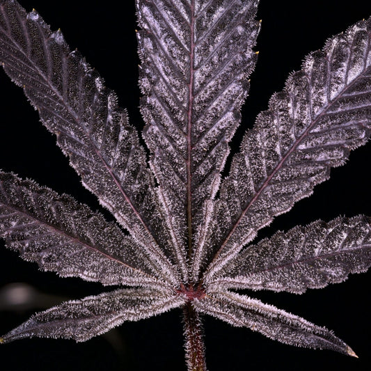 Planet Purple F2 Male