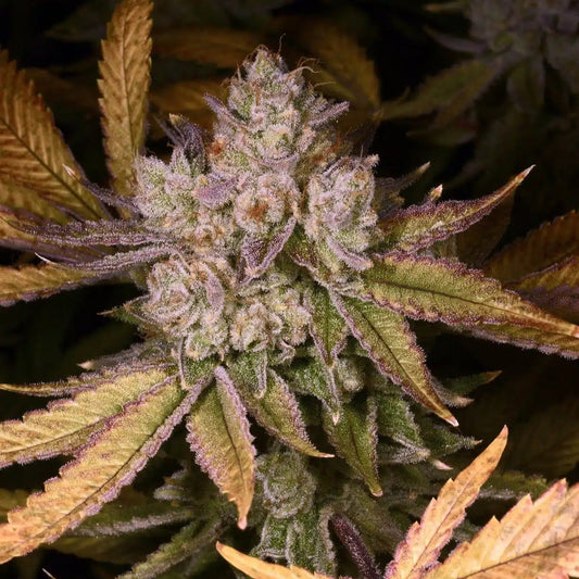 Chemdozer