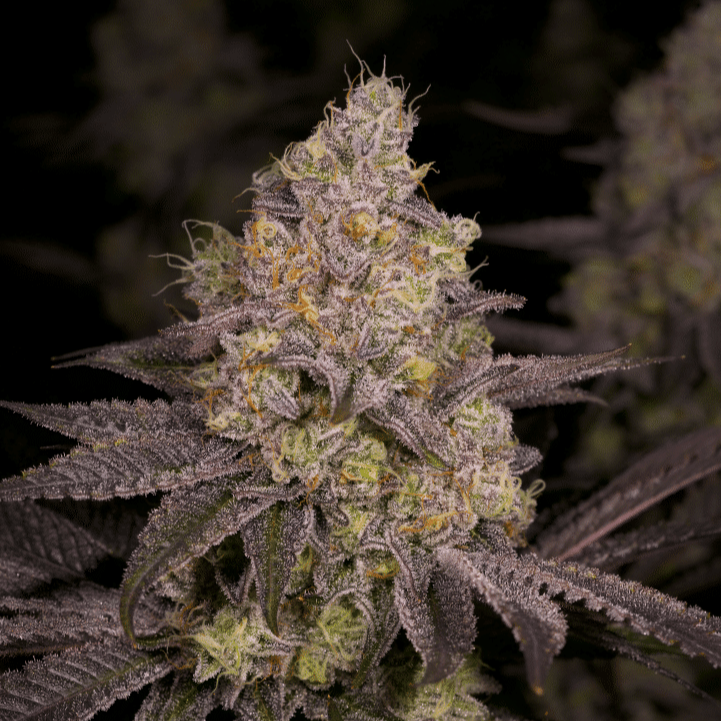 Dark Rainbow #11 S1 aka DR11 Feminized