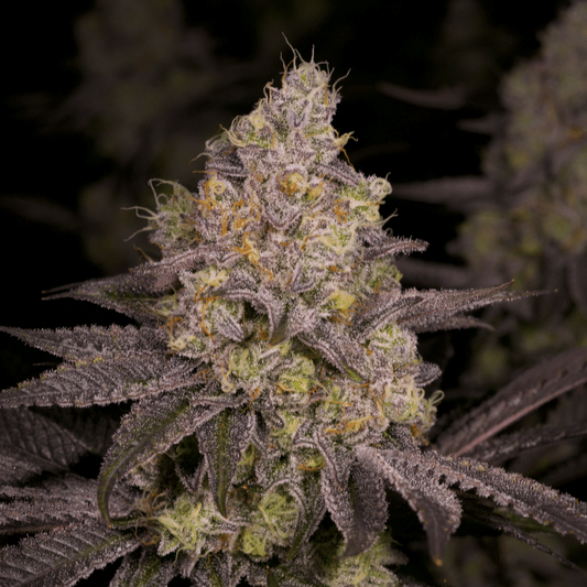 Dark Rainbow #11 S1 aka DR11 Feminized