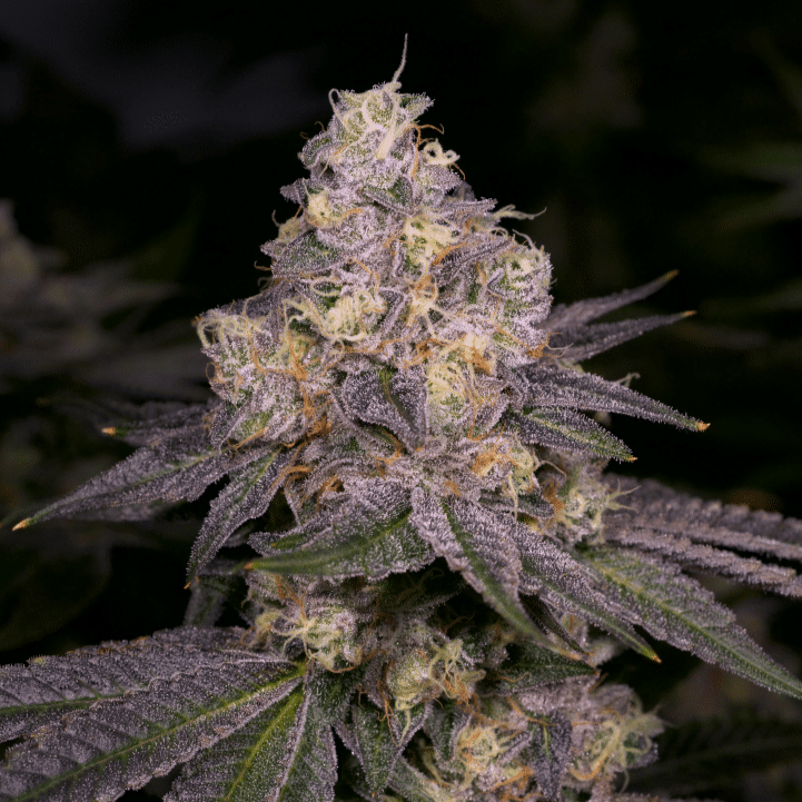 Dark Dosi