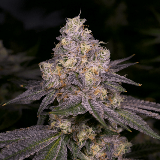 Dark Dosi