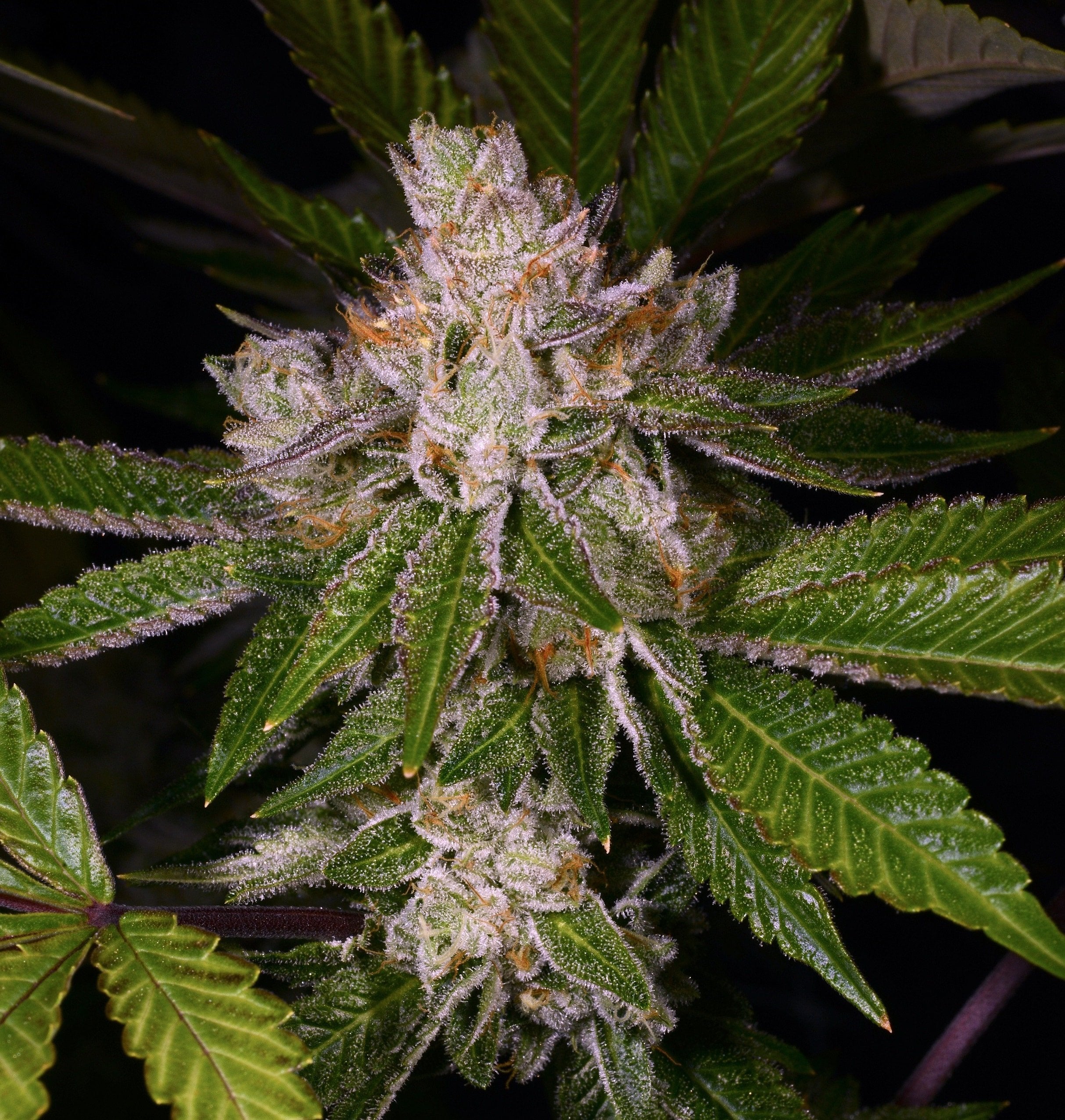 Dream Machine flowering cannabis, as labeled by the cited photo source