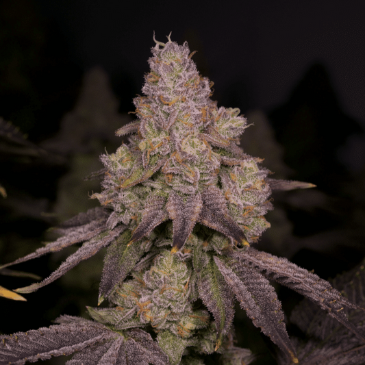 Electric Blue Feminized