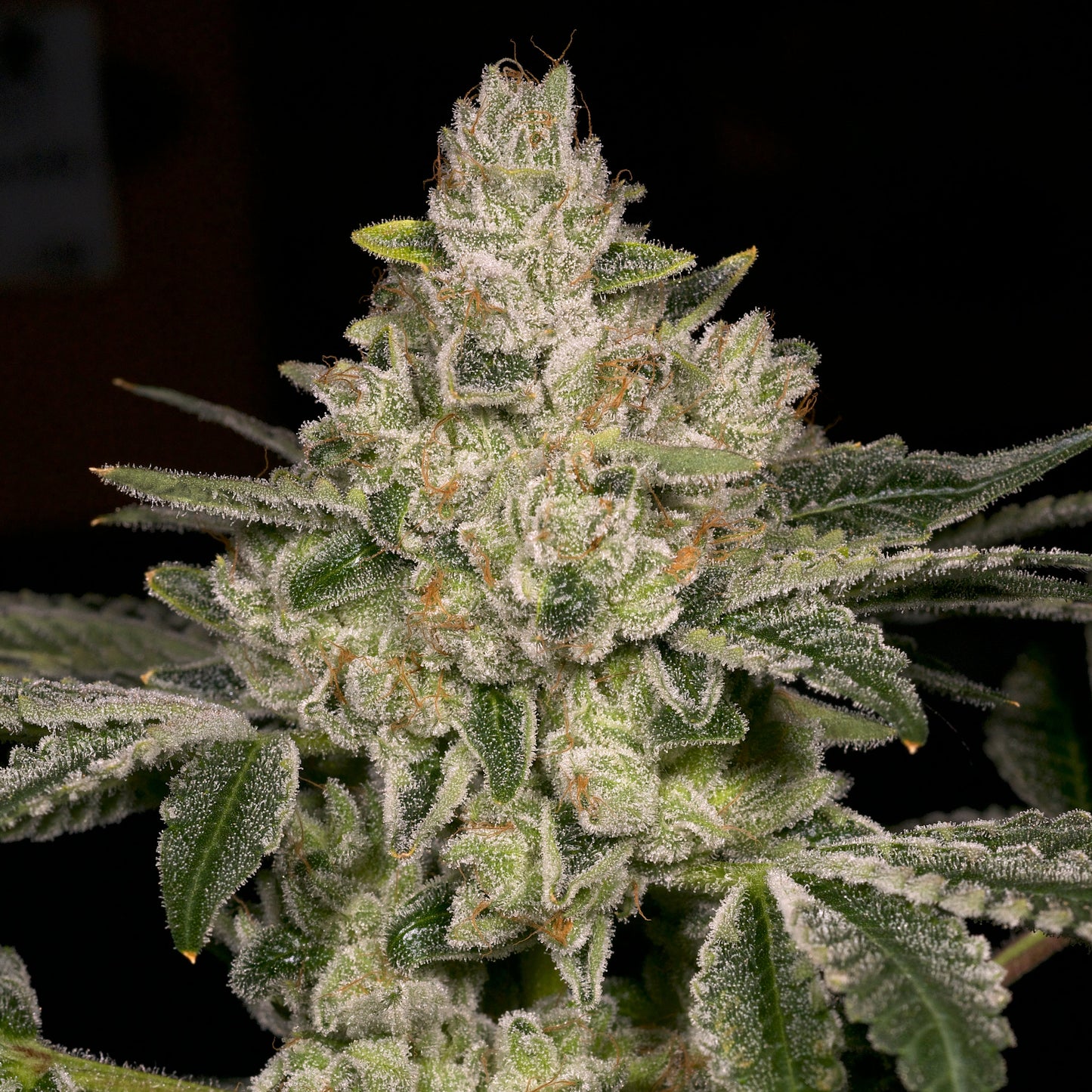 Hash Blast