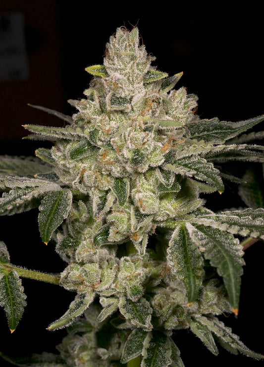 Hash Blast