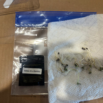 Gelato 41 x Dosidos #18