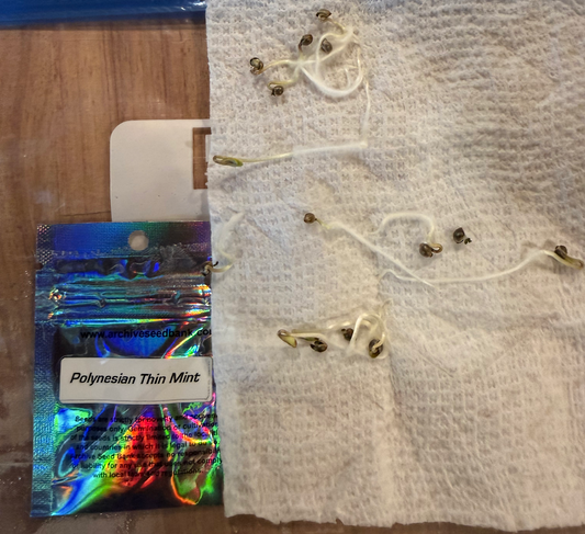 Polynesian Thin Mints