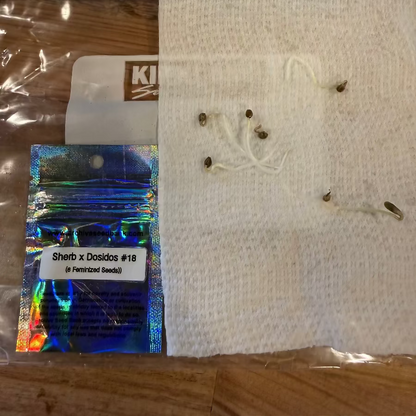 Sherb Dosidos #18 x Dosidos