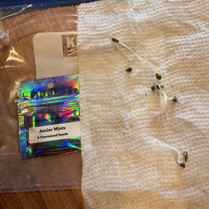 Junior Mints Feminized