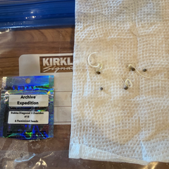 01/02 Bubba Diagonal x Dosidos - Day 9 - #3