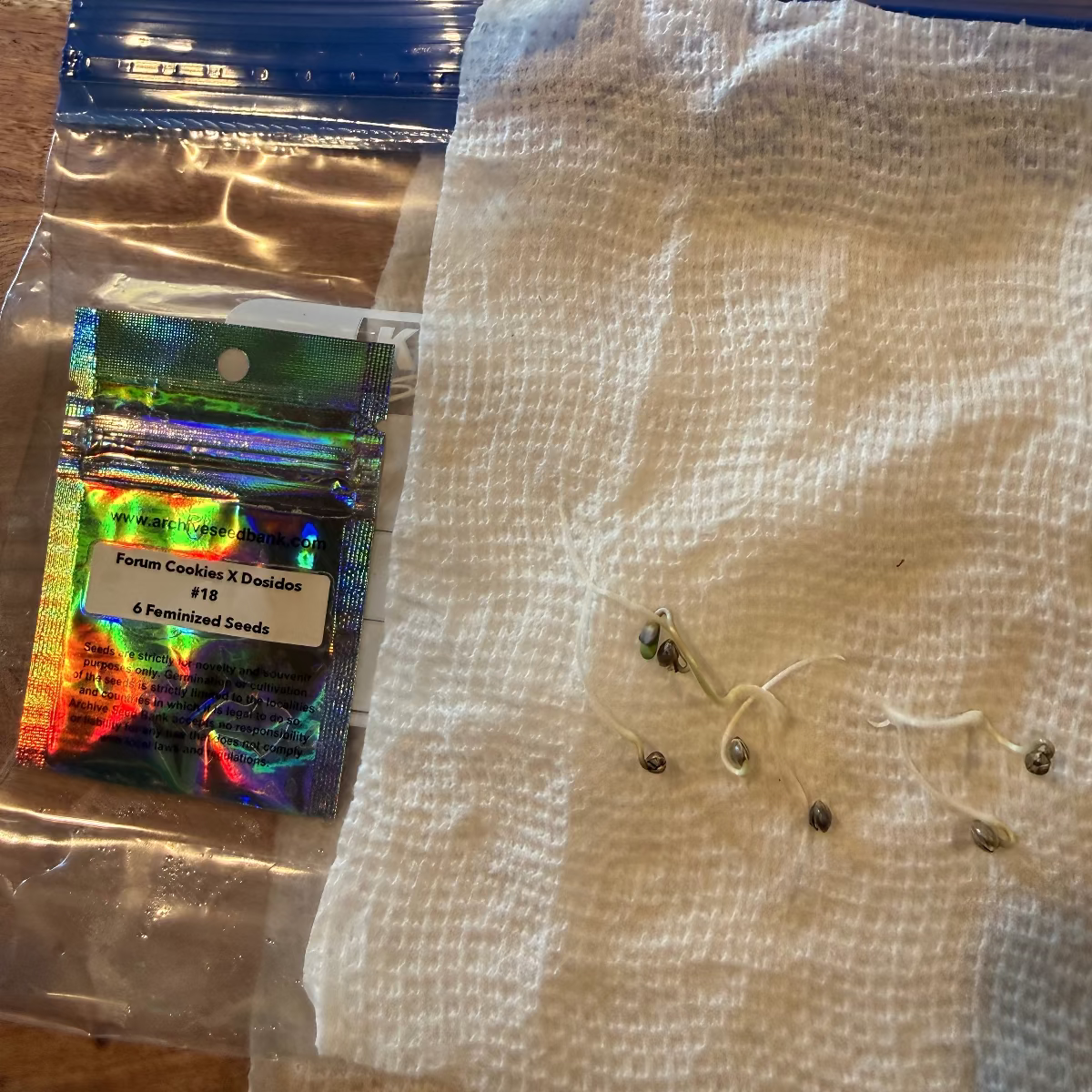 Forum Cookies x Dosidos #18