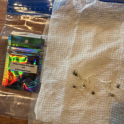 Forum Cookies x Dosidos #18