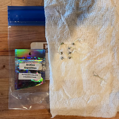 Pie Face x Dosidos #18