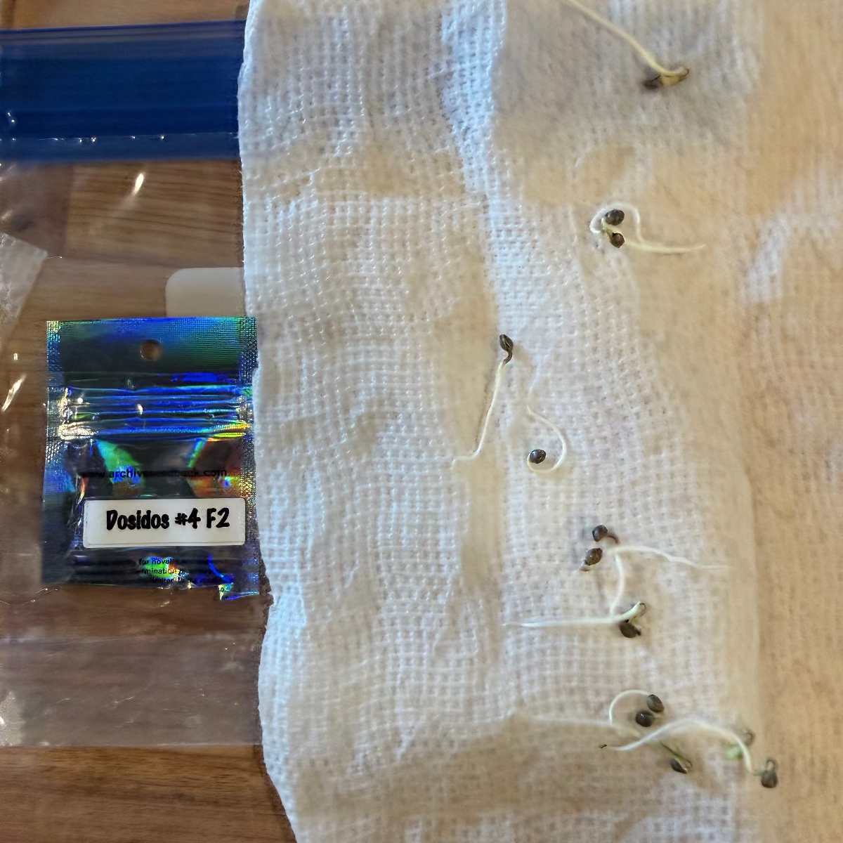 01/05 Dosidos #4 F2 - Day 12 - #12