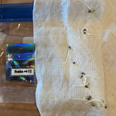 01/05 Dosidos #4 F2 - Day 12 - #5