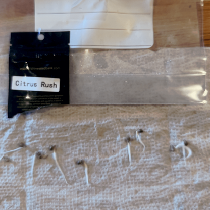 Citrus Rush