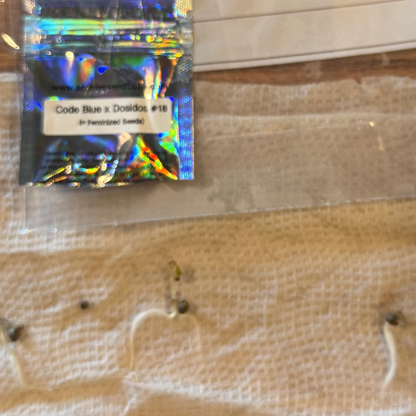 Code Blue x Dosidos #18